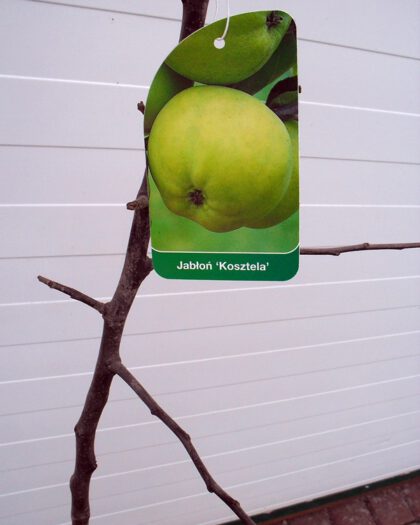 Jabłoń Kosztela